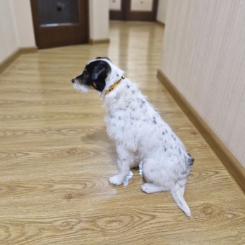 Собаки в добрые руки - Ёся - 1