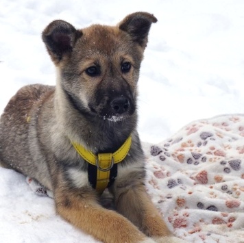 Собаки в добрые руки - Манго