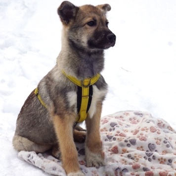 Собаки в добрые руки - Манго - 1