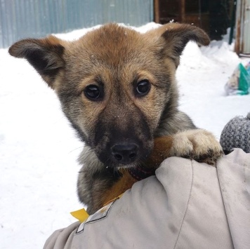 Собаки в добрые руки - Манго - 2