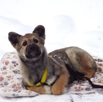 Собаки в добрые руки - Манго - 3