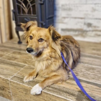 Кира - Собаки в добрые руки