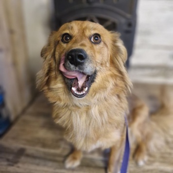 Собаки в добрые руки - Кира - 1