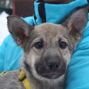 Собаки в добрые руки - Дымка