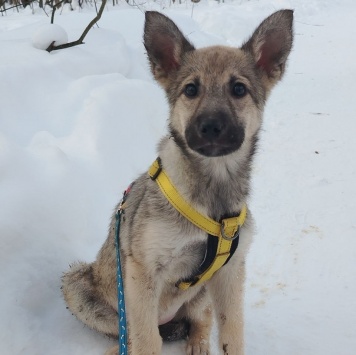 Собаки в добрые руки - Дымка - 1