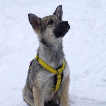 Собаки в добрые руки - Дымка - 2