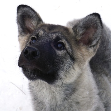Юнона - Собаки в добрые руки