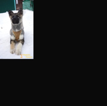 Собаки в добрые руки - Юнона - 1