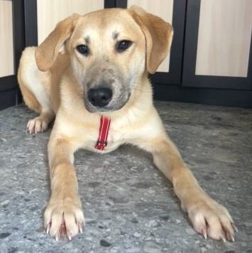 Собаки в добрые руки - Бруно