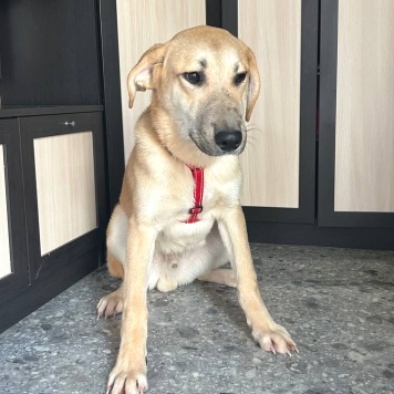 Собаки в добрые руки - Бруно - 1