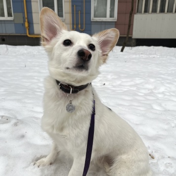 Собаки в добрые руки - Личи