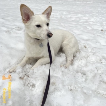 Собаки в добрые руки - Личи - 1