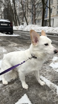 Собаки в добрые руки - Личи - 2