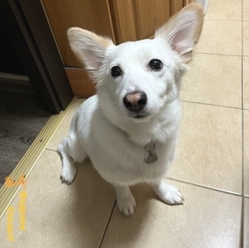 Собаки в добрые руки - Личи - 3