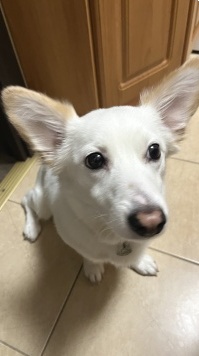 Собаки в добрые руки - Личи - 4