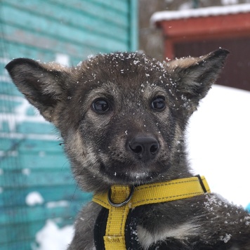 Собаки в добрые руки - Вегас