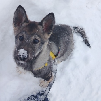 Собаки в добрые руки - Вегас - 1