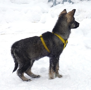 Собаки в добрые руки - Вегас - 2