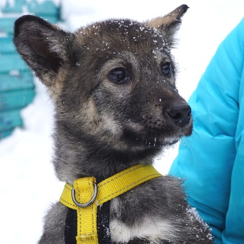 Собаки в добрые руки - Вегас - 3