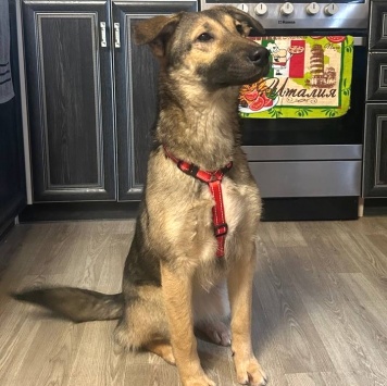 Собаки в добрые руки - Джули - 1