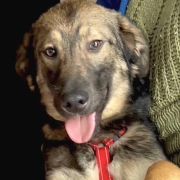 Собаки в добрые руки - Майк