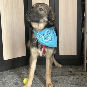 Собаки в добрые руки - Майк - 1