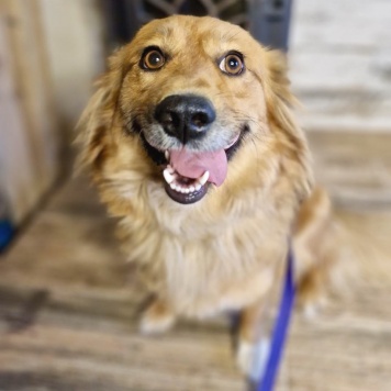 Собаки в добрые руки - Кира