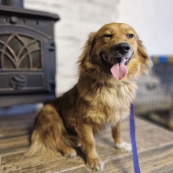 Собаки в добрые руки - Кира - 1