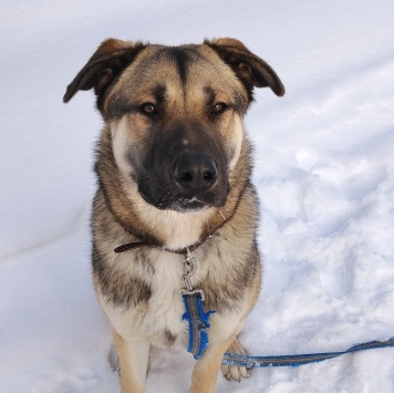 Собаки в добрые руки - Роки