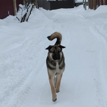 Собаки в добрые руки - Роки - 1