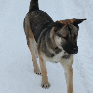 Собаки в добрые руки - Роки - 2