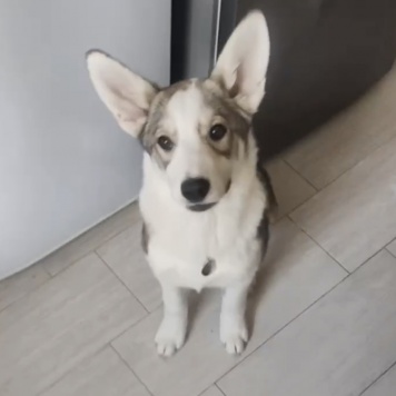 Юми - Собаки в добрые руки