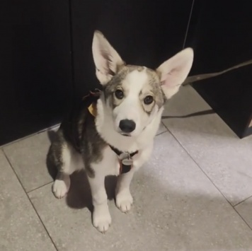 Собаки в добрые руки - Юми - 1