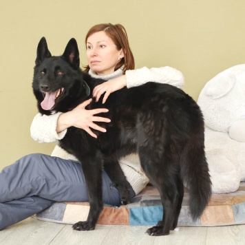 Собаки в добрые руки - Рене - 2