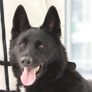 Собаки в добрые руки - Рене - 4