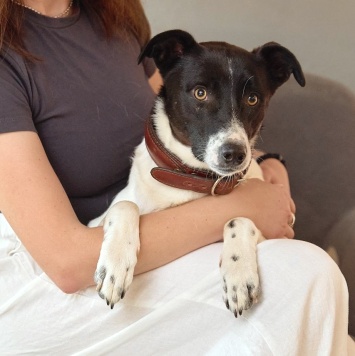 Собаки в добрые руки - Джес