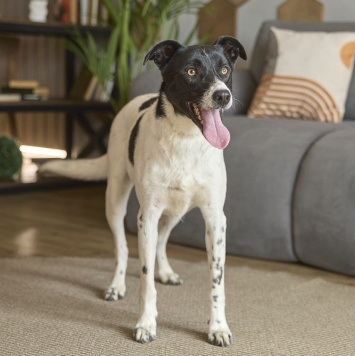 Собаки в добрые руки - Джес - 1