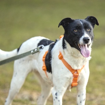 Собаки в добрые руки - Джес - 2