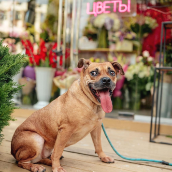 Собаки в добрые руки - Джуди