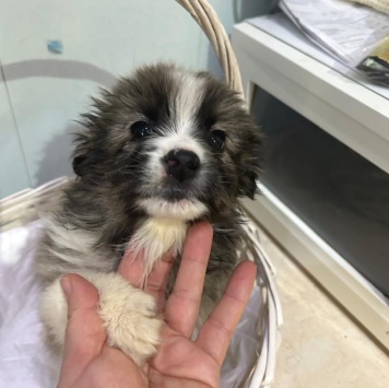 Собаки в добрые руки - Теона