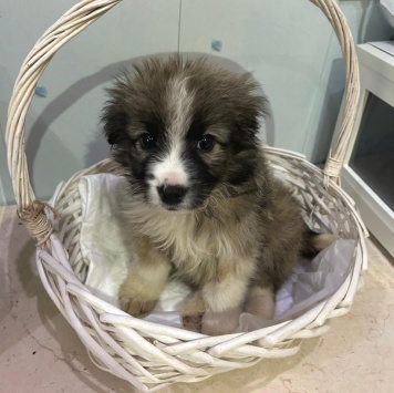 Собаки в добрые руки - Теона - 1