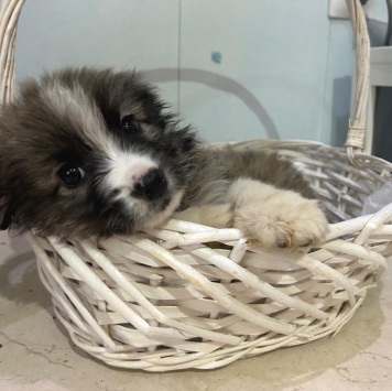 Собаки в добрые руки - Теона - 2