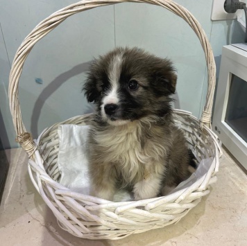 Собаки в добрые руки - Теона - 3