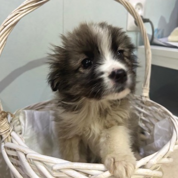 Собаки в добрые руки - Теона - 4