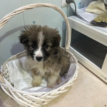 Собаки в добрые руки - Теона