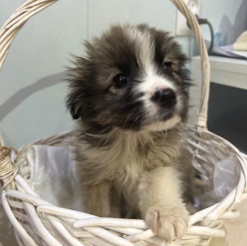 Собаки в добрые руки - Теона - 1