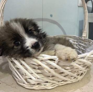 Собаки в добрые руки - Теона - 2