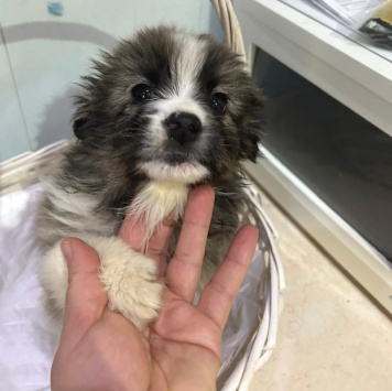 Собаки в добрые руки - Теона - 3