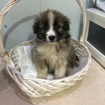 Собаки в добрые руки - Теона - 4