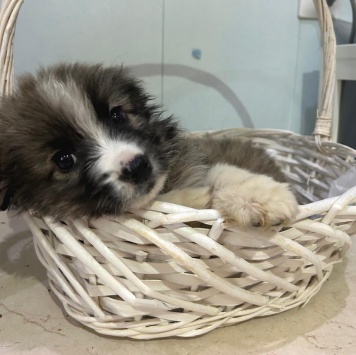 Теона - Собаки в добрые руки